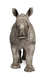 Obraz premium young White Rhinoceros standing in front of white background