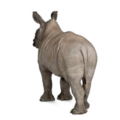 Obraz premium young White Rhinoceros standing in front of white background