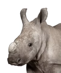 Zelfklevend Fotobehang young White Rhinoceros or Square-lipped rhinoceros - Ceratotheri © Eric Isselée