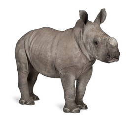 Obraz premium young White Rhinoceros or Square-lipped rhinoceros - Ceratotheri