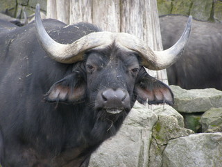 OLYMPUS DIGITAL CAMERA © bnorbert3