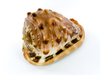 seashell.