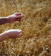 Fototapeta na wymiar Barley and hands