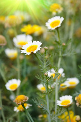 Field of daisy.