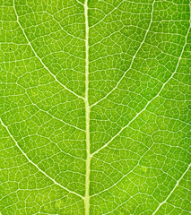 structure of leaf.