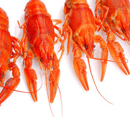 Background from lobsters