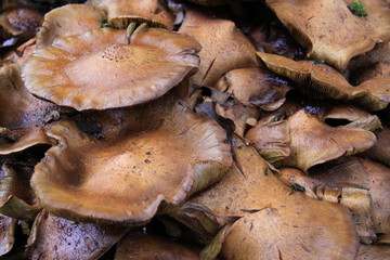 Pilze