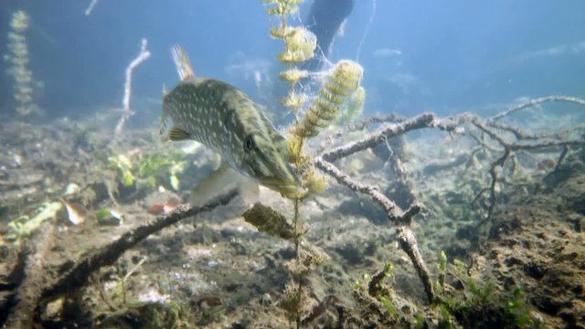 Pike in the lake