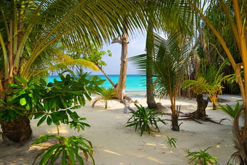 Fototapeta na wymiar Trees on tropical beach