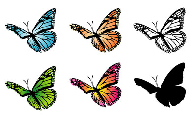 Butterfly color variation