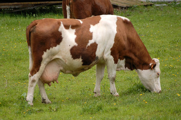 Fototapeta na wymiar vache