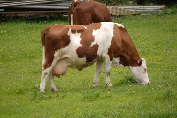 Fototapeta na wymiar vache