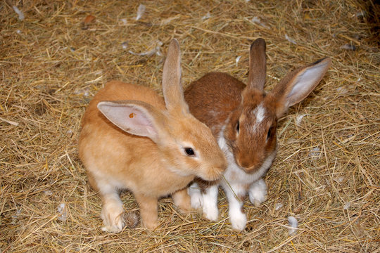 lapin copain