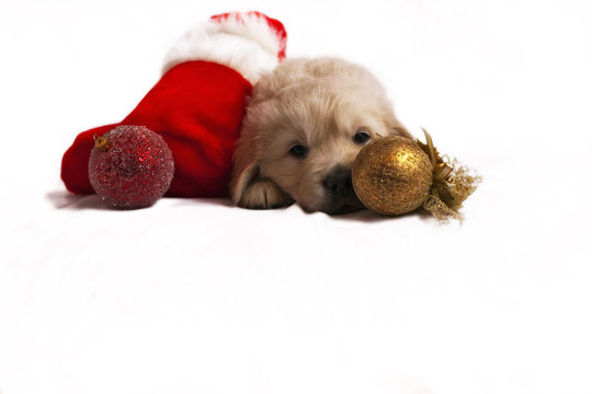 Golden retriever puppy isolated christmas toys and sock