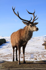 Red Deer stag on the A82 running through Scotland and Glencoe