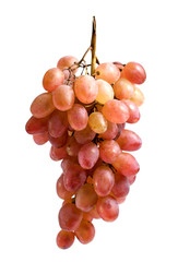 Brush a light wine on a white background