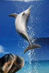 Fototapete Rund Delphinsprung © Mauro Rodrigues