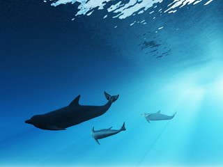 Underwater view of dolphins