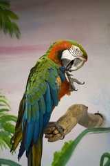 Red macaw