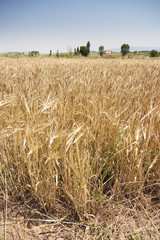 rural wheat