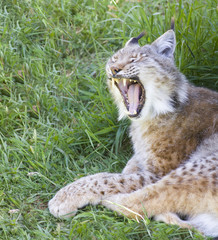 Naklejka premium iberian lynx