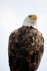 Obraz premium American Bald Eagle