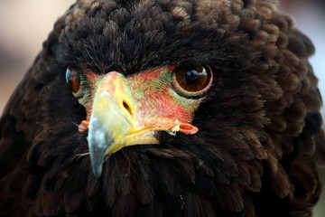 Bateleur eagle