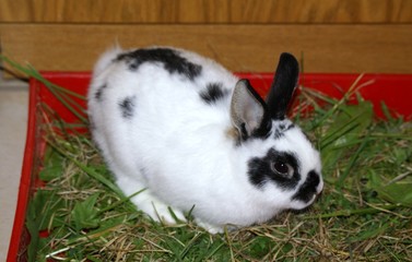 Obraz premium SONY DSC