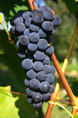 Grapes