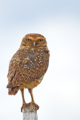 Fototapeta premium Burrowing Owl