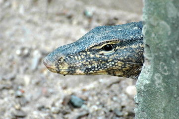 Lizard