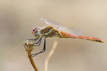 Red dragonfly