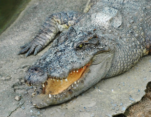 Crocodile