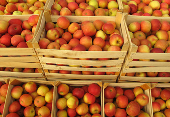 Apples in wooden crates on market