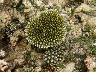 Ile de Vakarufalhi aux Maldives - Atoll d'Ari