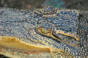 Crocodile 2