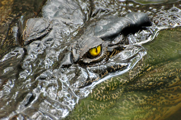 Crocodile eye