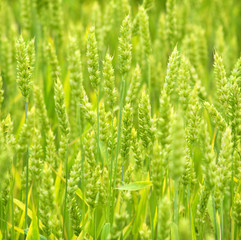 wheat closeup