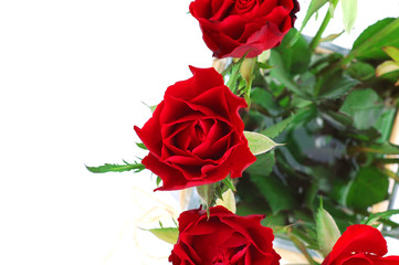 Fototapeta premium Red roses detail 2