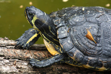 Gelbwangenschmuckschildkr&ouml;te