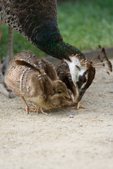 Mother bird peafowl is feeding her chicks in the park