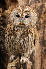 Fototapeta premium Brown owl standing on a tree stump and looking at you