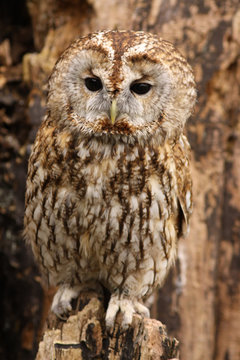 Brown owl standing on a tree stump and looking at you