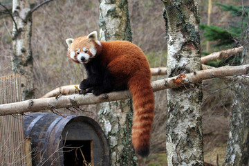 red panda