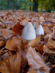 Pilz auf Waldboden