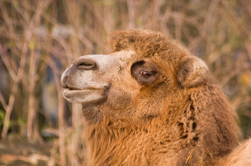 Kamel