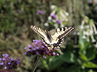 butinage de machaon