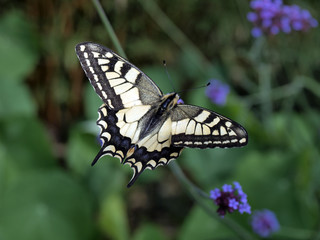 ailes d'envergure