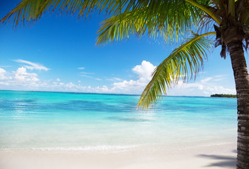 Fototapeta na wymiar ocean i palmy kokosowe