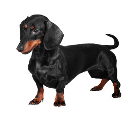 Black and brown dog (dachshund) isolated on white background